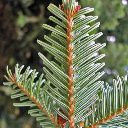 JELKA eterično olje - slika 3