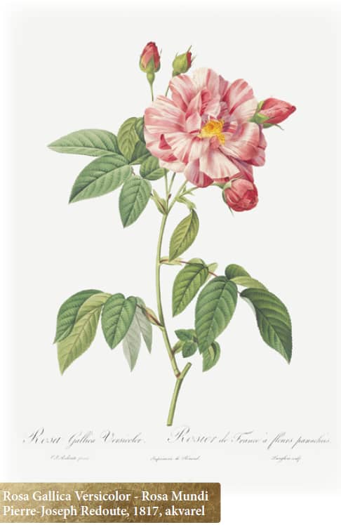 INTUICIJA V AROMATERAPIJI - slika 6